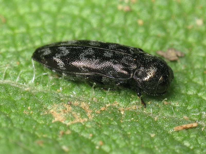 Coraebus rubi (Linnaeus, 1767)